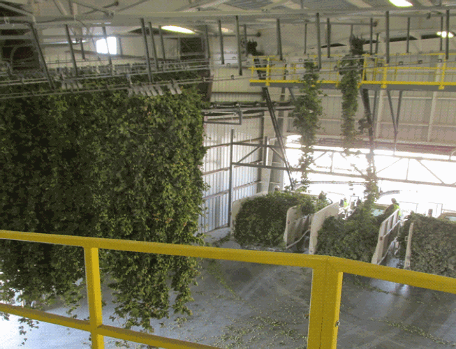 Obendorf Hop Plant