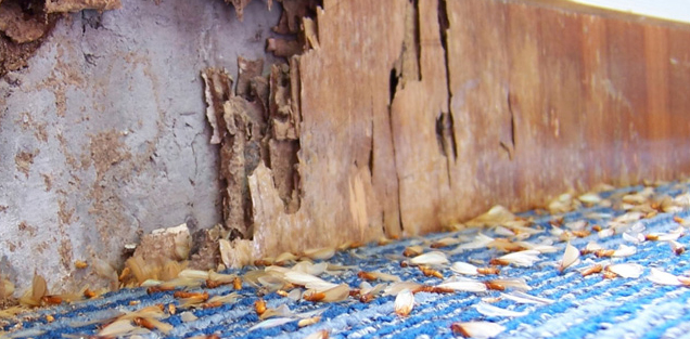 Termite Control