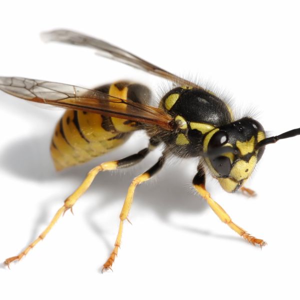 Pest Control Services 