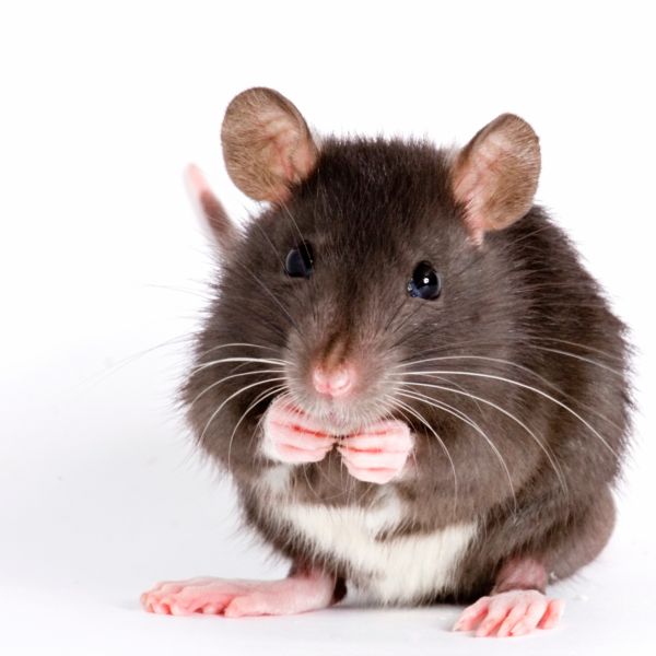 Pest Control Services 