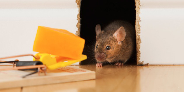 Rodent Control