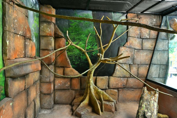 Reid Park Zoo Temple of Tiny Monkeys 