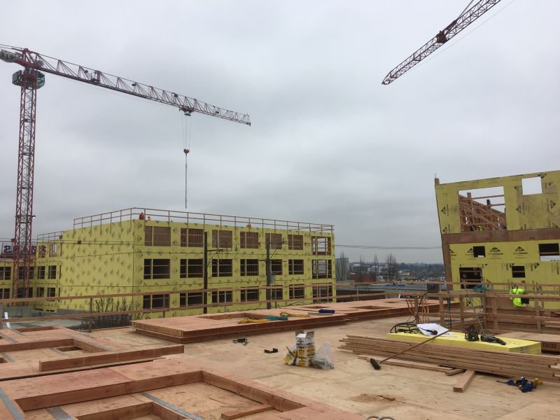 Fair-Haired Dumbbell