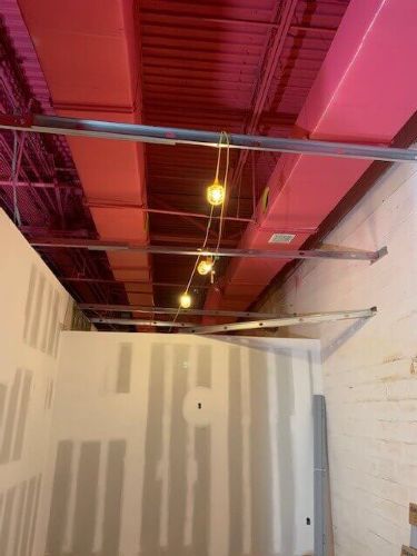 Flying Squirrel Florida