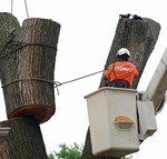 Tree & Stump Removal 
