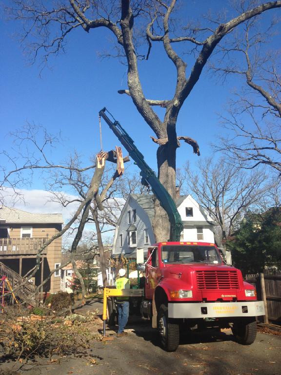 Pine Valley Tree Service Gillette, New Jersey ProView