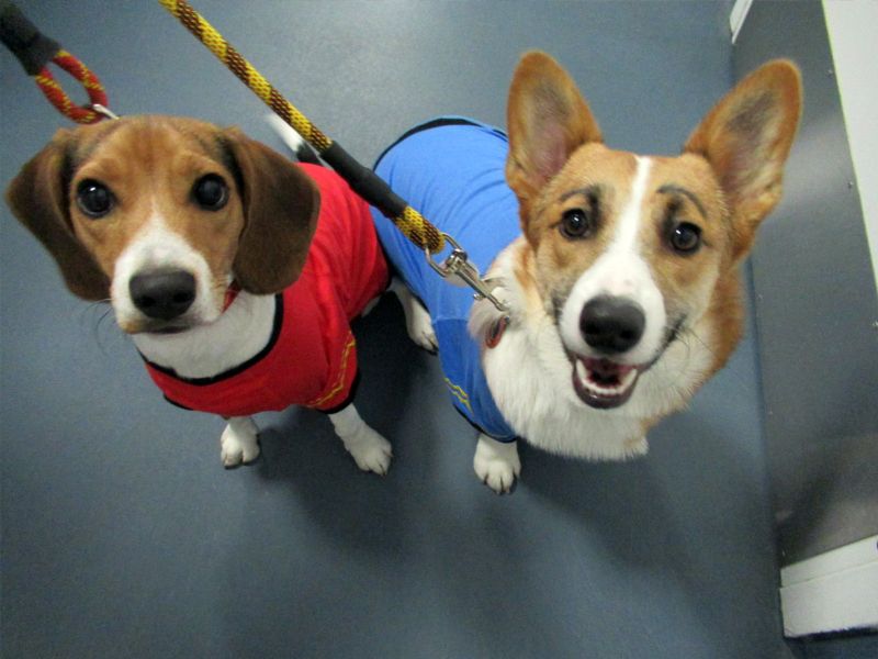 Every Dog Has Its Daycare