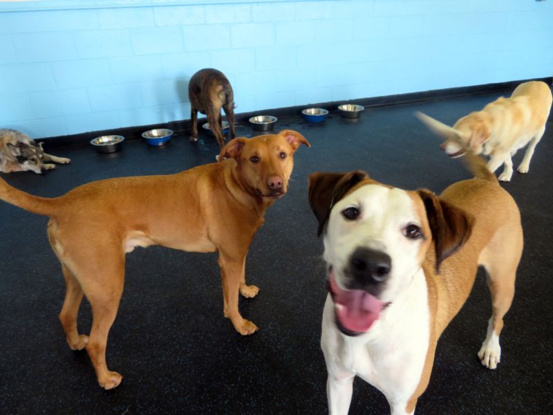 Cubby's Canine Castle