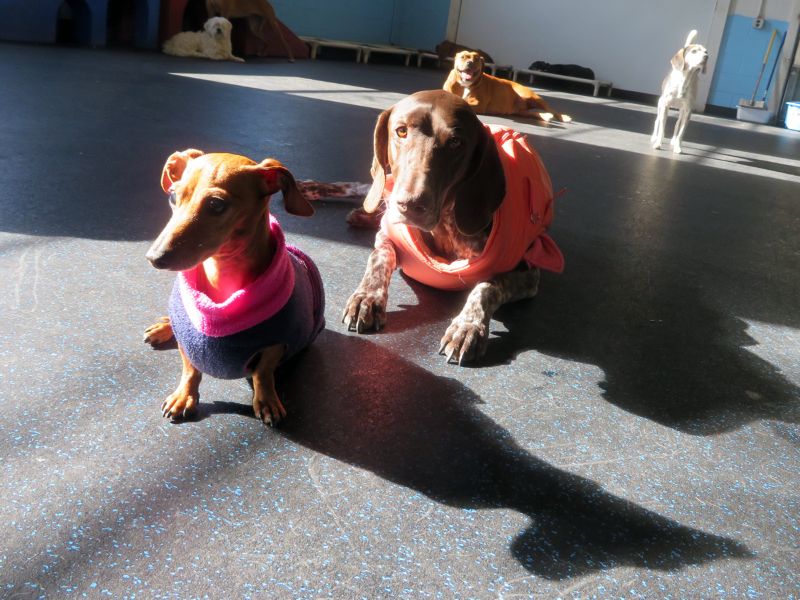 Cubby's Canine Castle