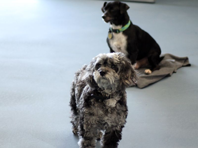 Every Dog Has Its Daycare