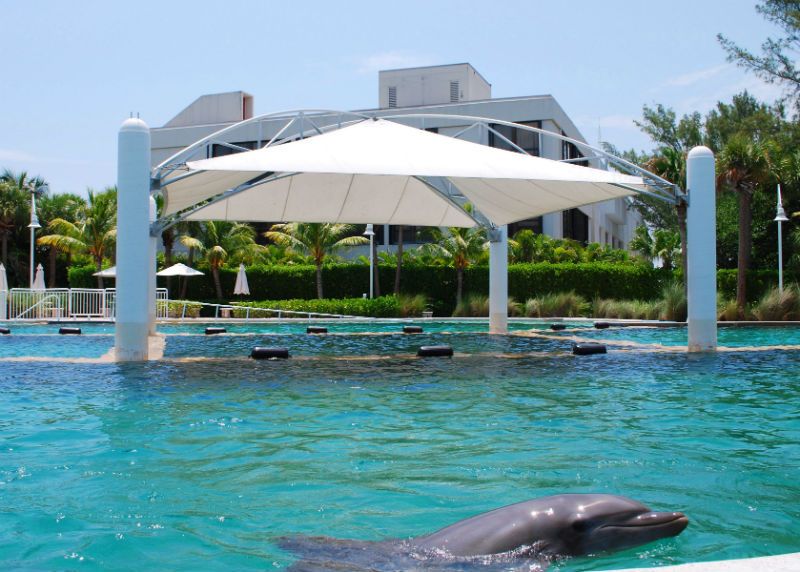 Custom Attraction Canopy - Miami Seaquarium