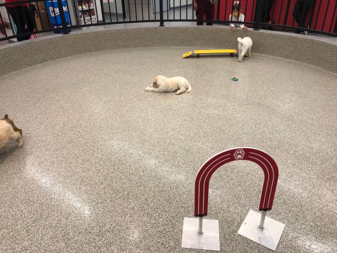 Animal Hospital / Kennel